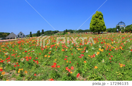 東京ドイツ村のポピー 17296135