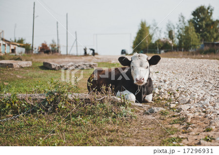 Young bull-calf 2356. 17296931