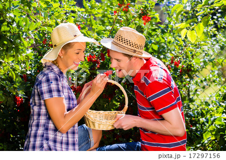 Couple harvesting berries in garden from bush 17297156