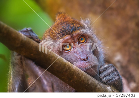Crab-eating macaque, long-tailed macaque, Macaca fascicularis 17297403
