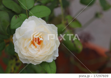 ローズマリー・バラの花 17297609