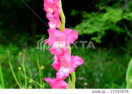 グラジオラス 17297676
