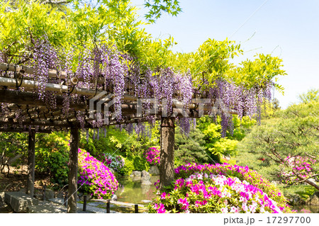 城南宮 - ツツジ 17297700