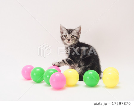 カラーボールとアメリカンショートヘアーの子猫 17297870