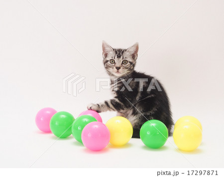 カラーボールとアメリカンショートヘアーの子猫 17297871