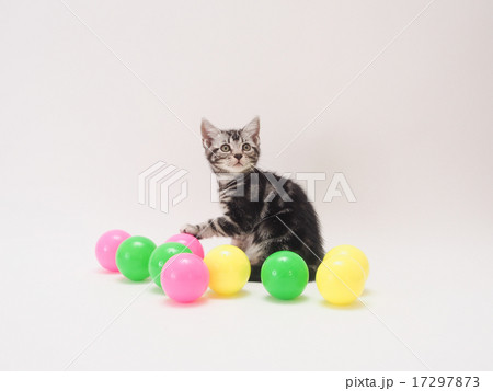 カラーボールとアメリカンショートヘアーの子猫 17297873