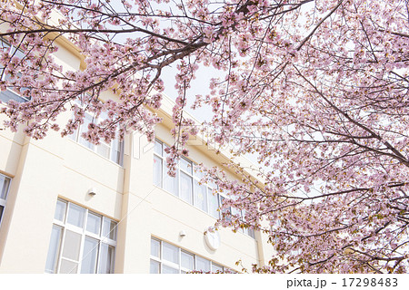 学校と桜 学校と桜 17298483