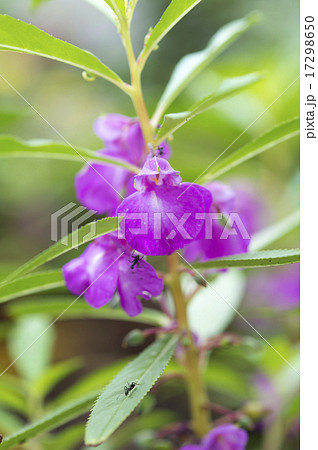 ホウセンカ ホウセンカ 17298650