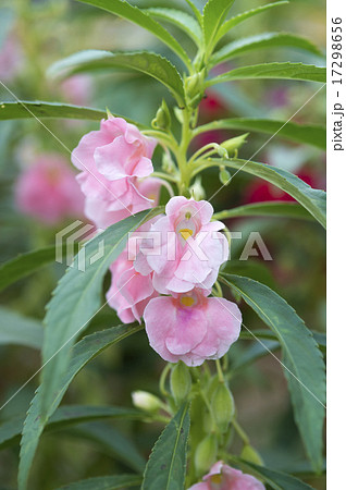 ホウセンカ ホウセンカ 17298656