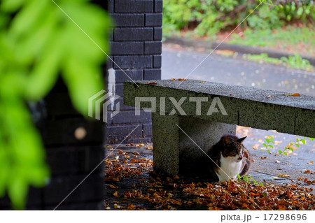 雨やどり (5) 雨やどり (5) 17298696