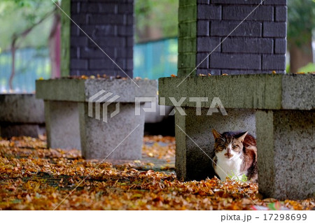 雨やどり (8) 雨やどり (8) 17298699