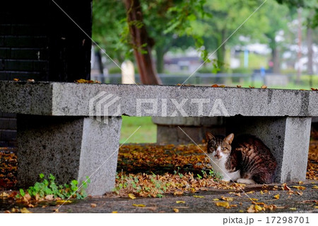 雨やどり (10) 雨やどり (10) 17298701