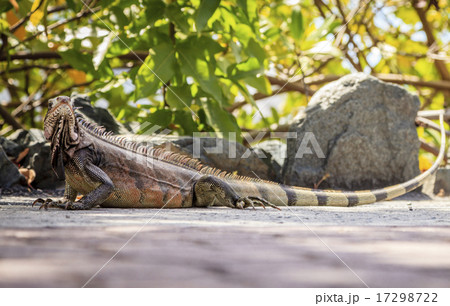 Iguana Iguana 17298722