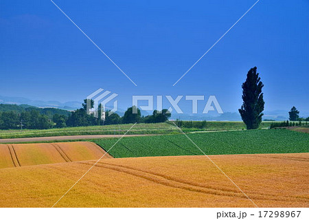 夏の美瑛 17298967