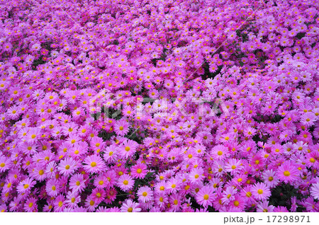 満開の懸崖菊 17298971