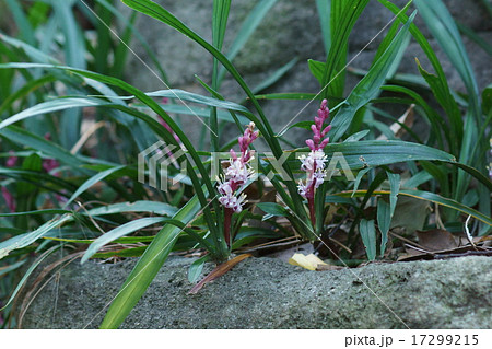 吉祥草　キチジョウソウと申します。 17299215