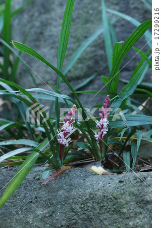 吉祥草 キチジョウソウと申します。 吉祥草 キチジョウソウと申します。 17299216