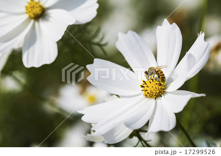 蜂 ハチ 蜜蜂 17299526