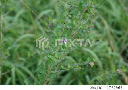 枸杞 クコの花 枸杞 クコの花 17299634