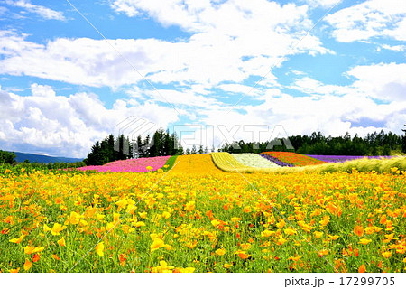 夏のファーム富田 夏のファーム富田 17299705