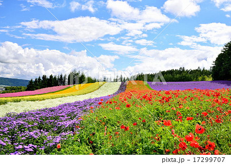 夏のファーム富田 17299707