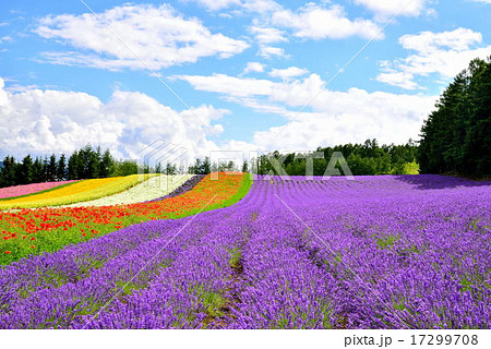 夏のファーム富田 17299708