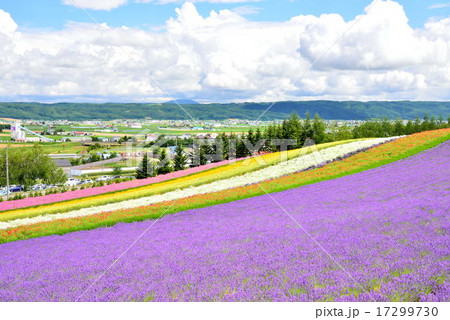 夏のファーム富田 夏のファーム富田 17299730