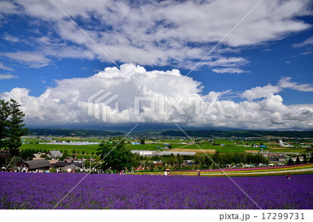 夏のファーム富田 夏のファーム富田 17299731