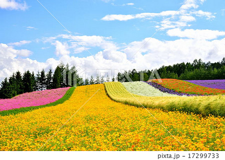 夏のファーム富田 17299733