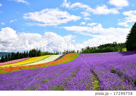 夏のファーム富田 17299758
