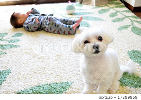 犬 マルチーズ 赤ちゃんの写真素材
