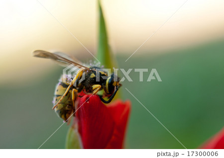 wasp wasp 17300006