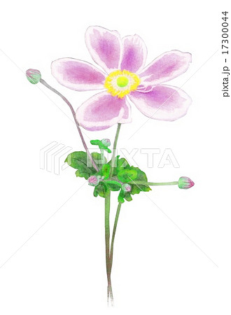 秋明菊 秋明菊 17300044