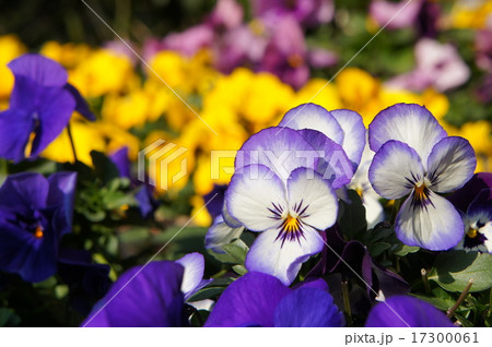 パンジー 17300061