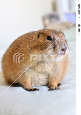 プレーリードッグ プレーリードッグ 17300480