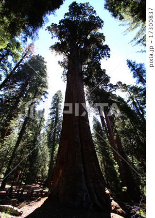 セコイア国立公園ジャイアントフォレストの地上最大の巨木シャーマン将軍の木シルエットの写真素材