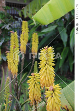 アロエの花 17300970