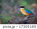 Blue-winged Pitta 17305169