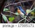 Mangrove Blue Flycatcher (female) 17305171