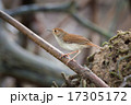 White Chested Babbler 17305172