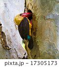 Brown-winged Kingfisher 17305173