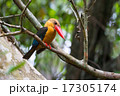 Stork-billed Kingfisher 17305174
