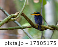Rufous-collared Kingfisher 17305175
