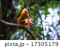 Kingfisher Hybridization Mating 17305179