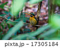 Rufous-collared Kingfisher (female) 17305184