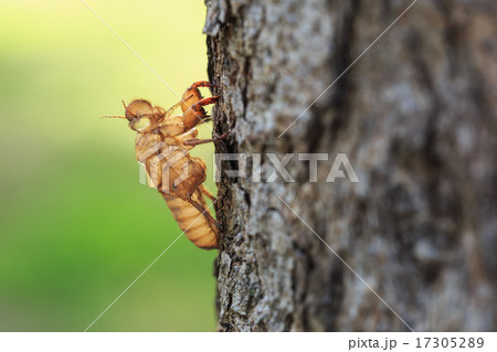 Cicada slough or molt hold on the tree Cicada slough or molt hold on the tree 17305289
