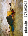 Stork-billed Kingfisher fedding 17305292