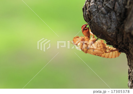Cicada slough or molt hold on the tree Cicada slough or molt hold on the tree 17305378