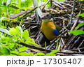 Mangrove Pitta 17305407