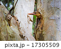 Brown-winged Kingfisher Juvenile 17305509